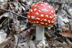 Aktivwanderung_1509_23
