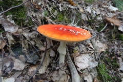 Aktivwanderung_1509_24