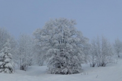 Schneeschuh201405